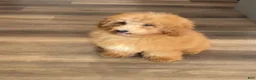 Miniature Poodle dogs for sale: Gus Miniature Poodle  - Ad 4