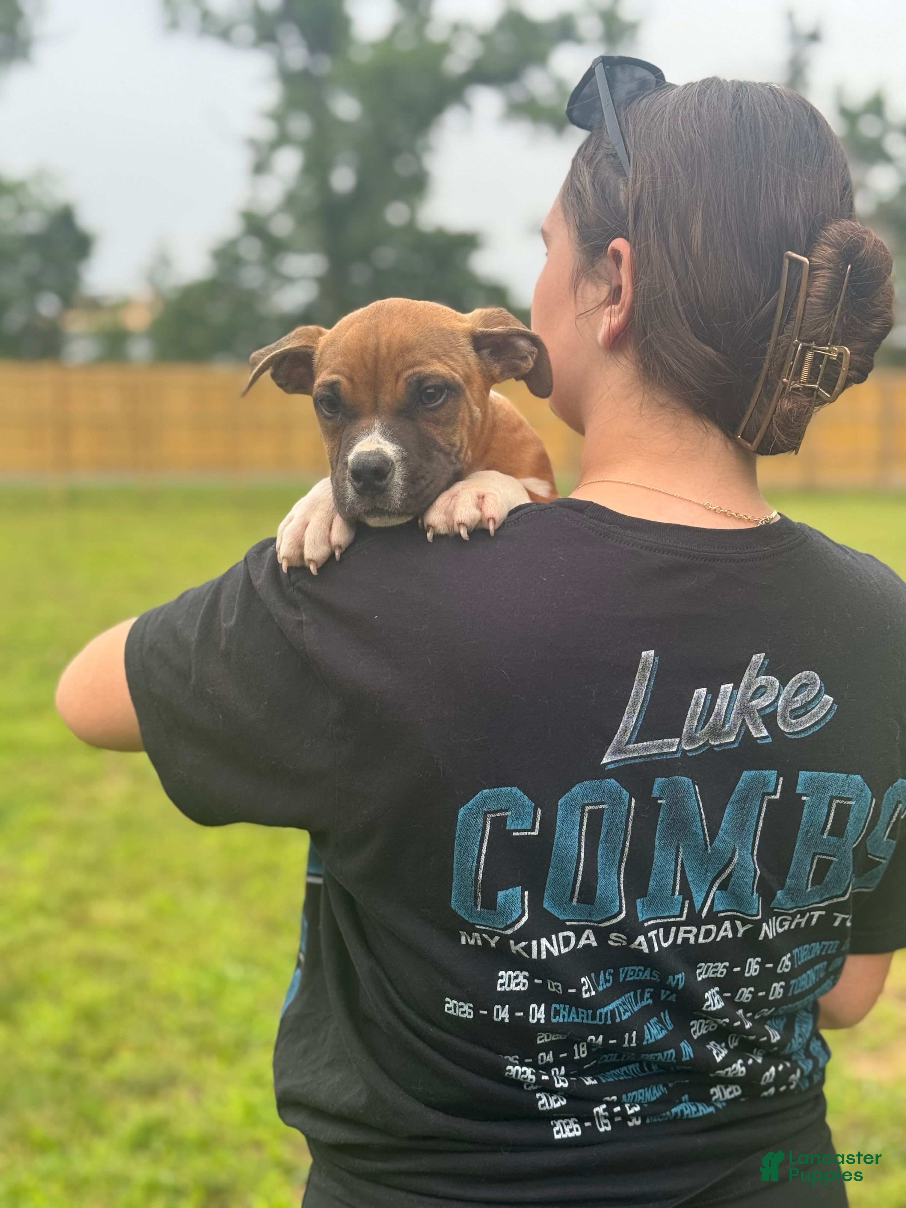American Bully dogs American Bully Male Puppy  - Ad 2