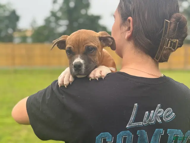American Bully dogs for sale: American Bully Male Puppy - Ad 2