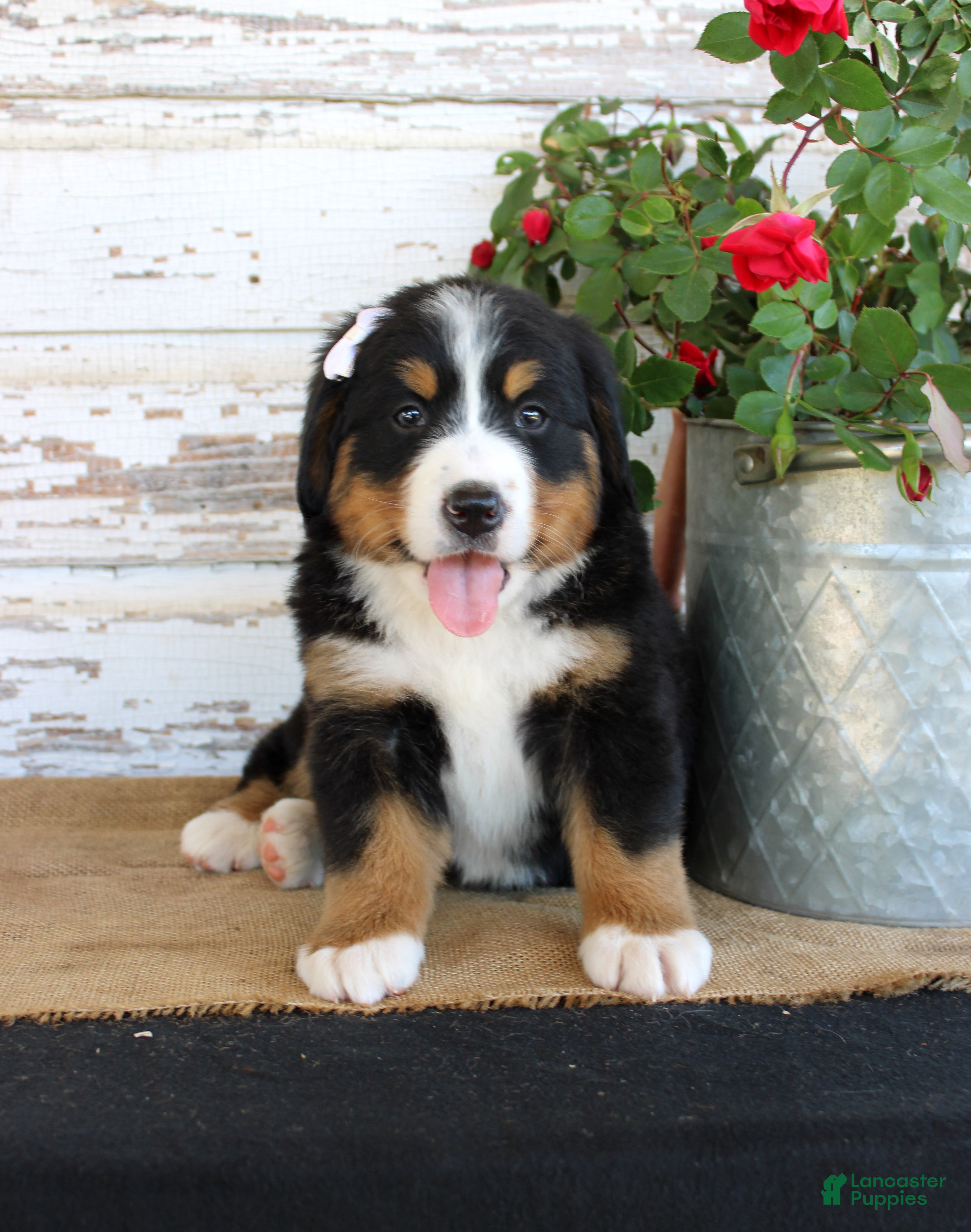 Bernese Mountain Dog dogs Madison - Ad 42