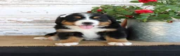 Bernese Mountain Dog dogs for sale: Madison - Ad 4