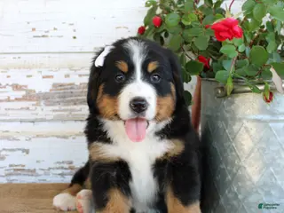 Bernese Mountain Dog dogs Madison - Ad 42