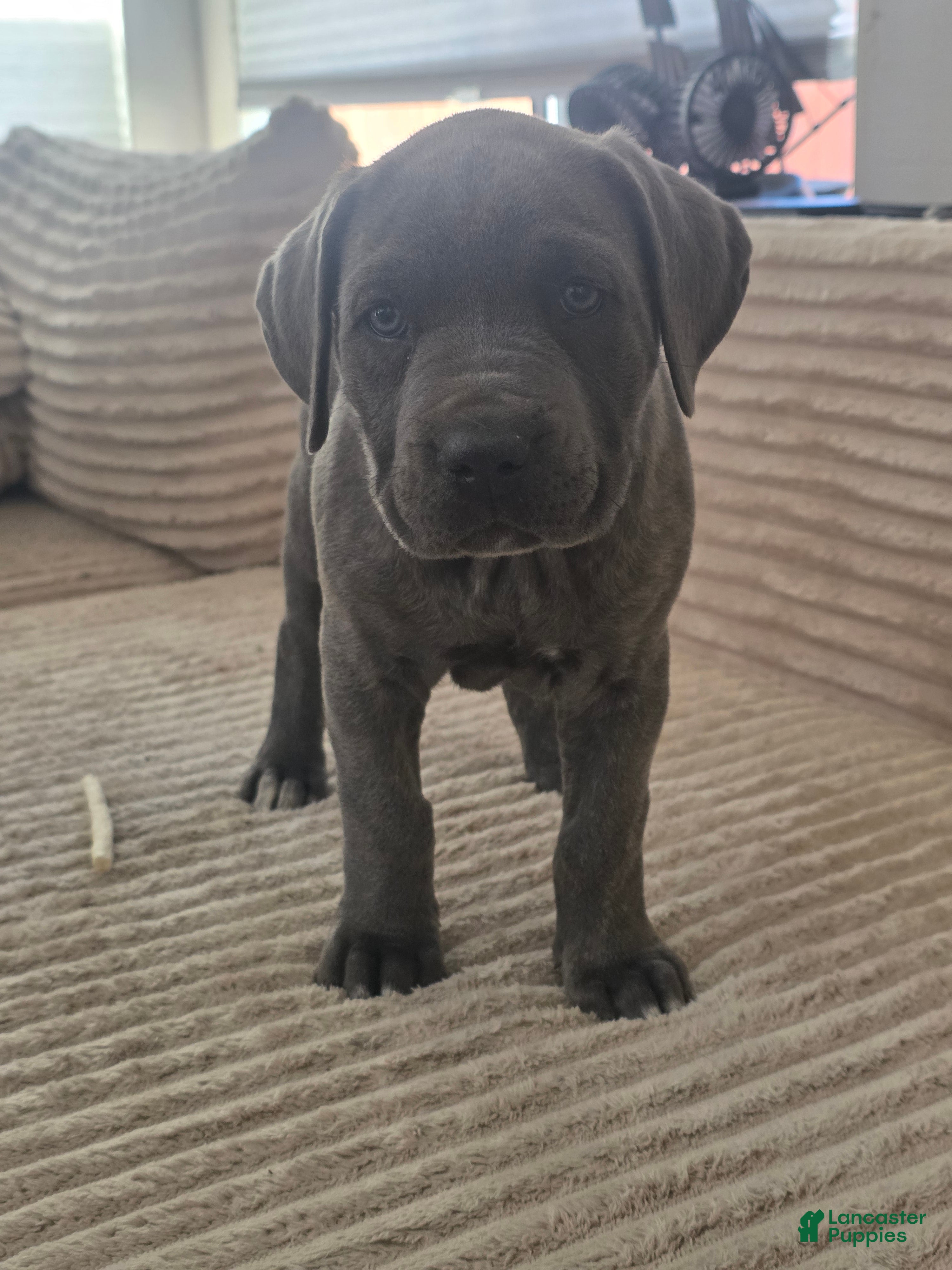 Cane Corso dogs Cane Corso Puppy 4 - Ad 1