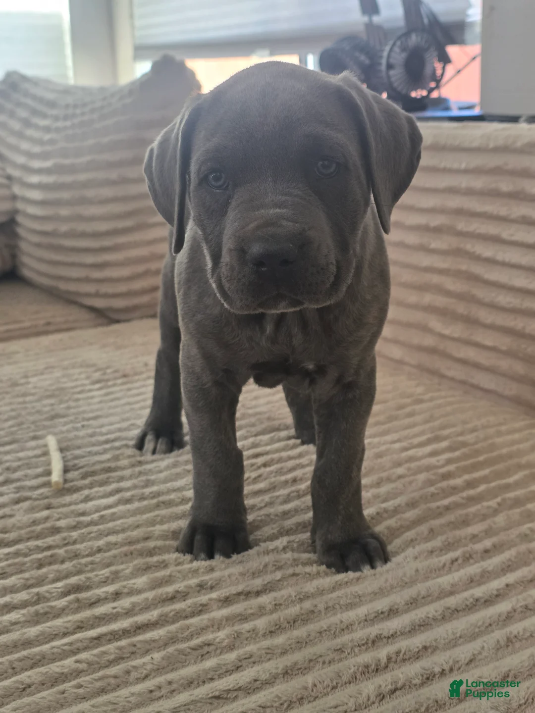 Cane Corso dogs for sale: Cane Corso Puppy 4 - Ad 1