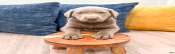 Labrador Retriever dogs for sale: Shadow - Ad 2