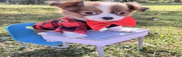 Chihuahua dogs for sale: Chihuahua 1 - Ad 2