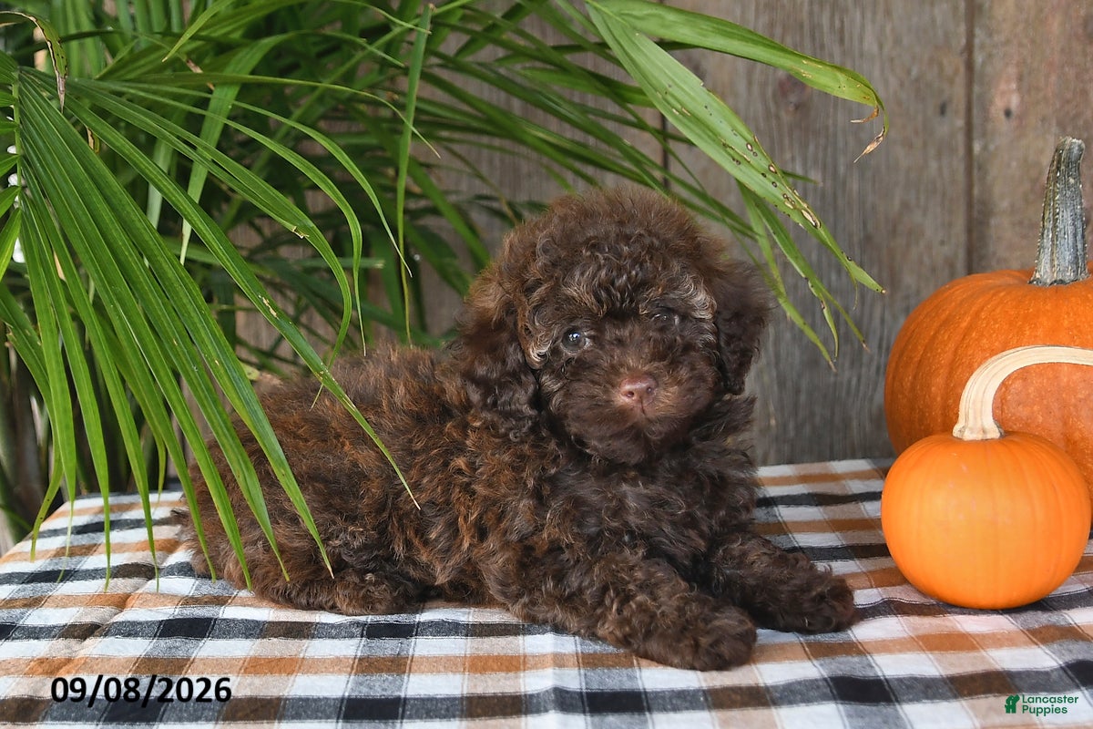 Havapoo dogs Ruby - Ad 2