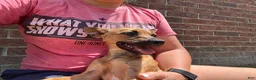 Chorkie dogs for sale: Bosley - Ad 5