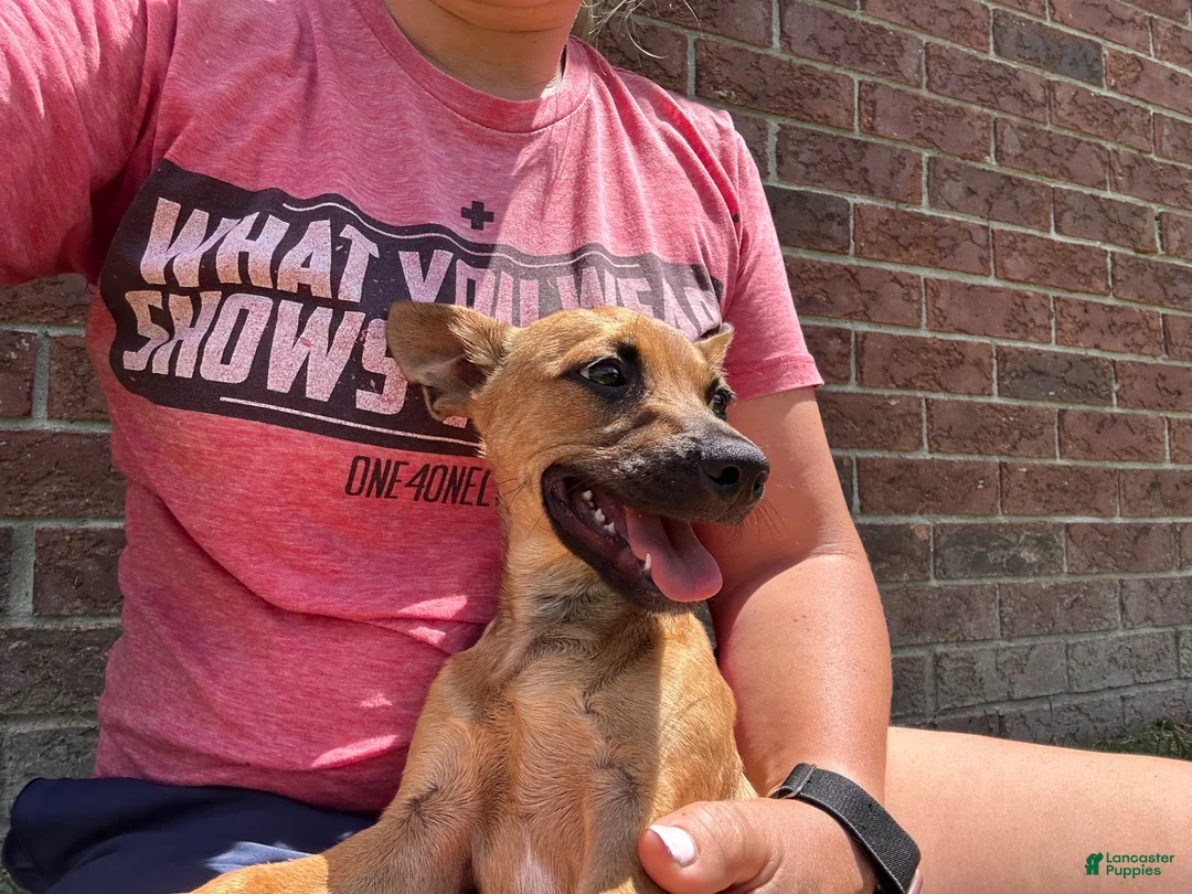 Chorkie dogs for sale: Bosley - Ad 5