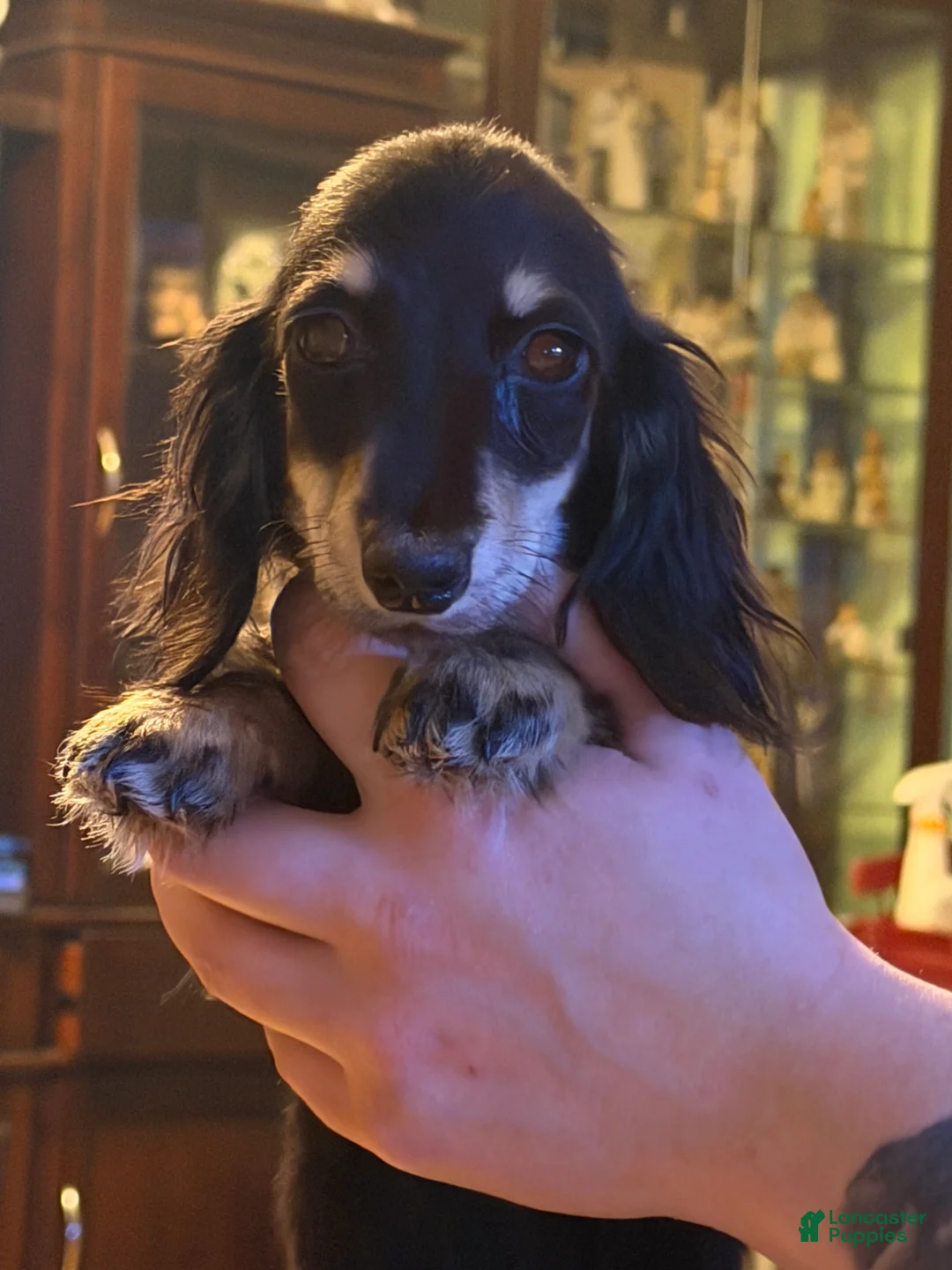 Miniature Dachshund dogs for sale: Black and cream AKC  - Ad 2