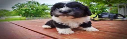 Havapoo dogs for sale: Scout - Ad 17