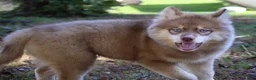 Pomsky dogs for sale: Autumn - Ad 4