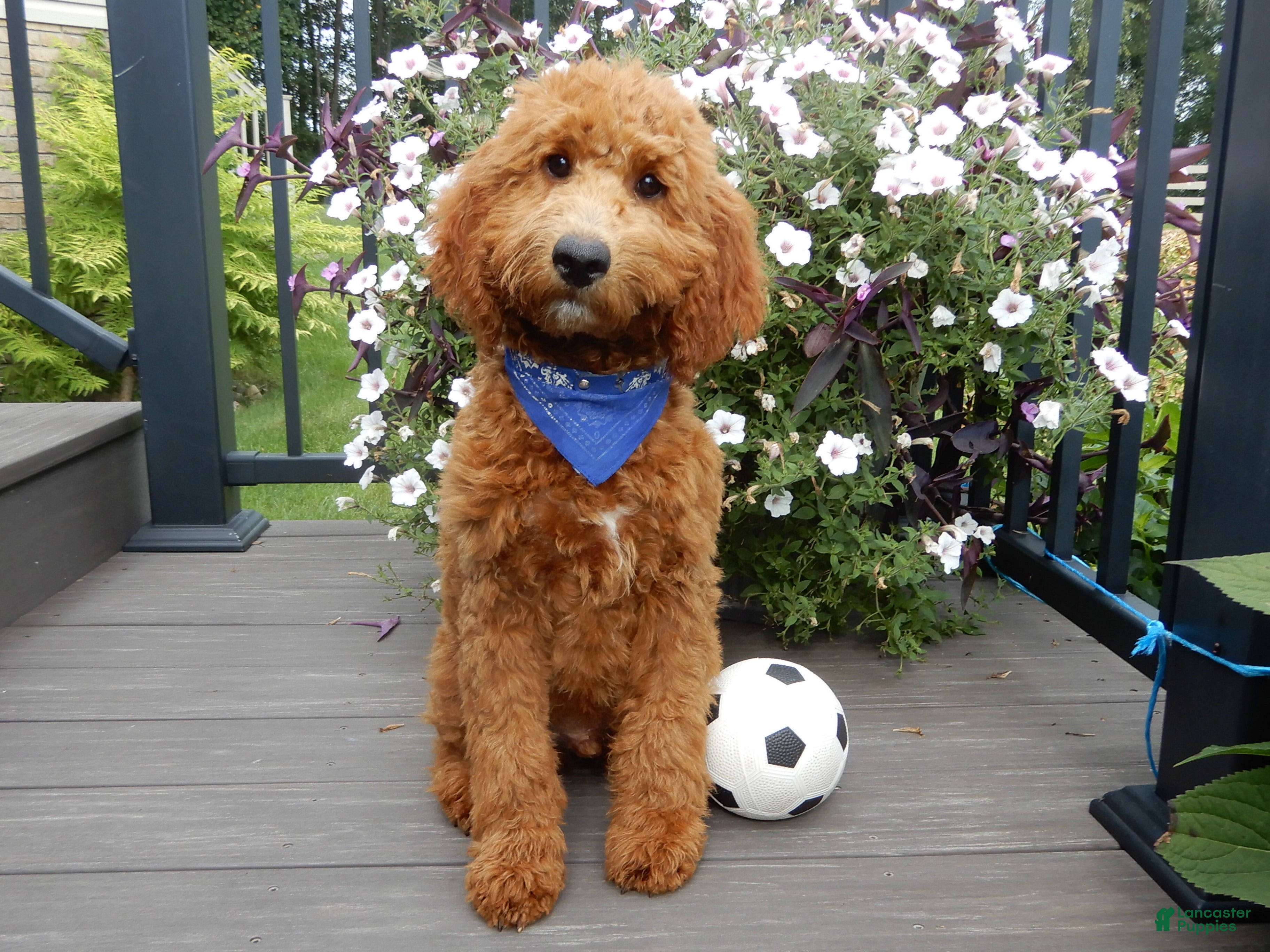 Mini Goldendoodle dogs Chase - Ad 1