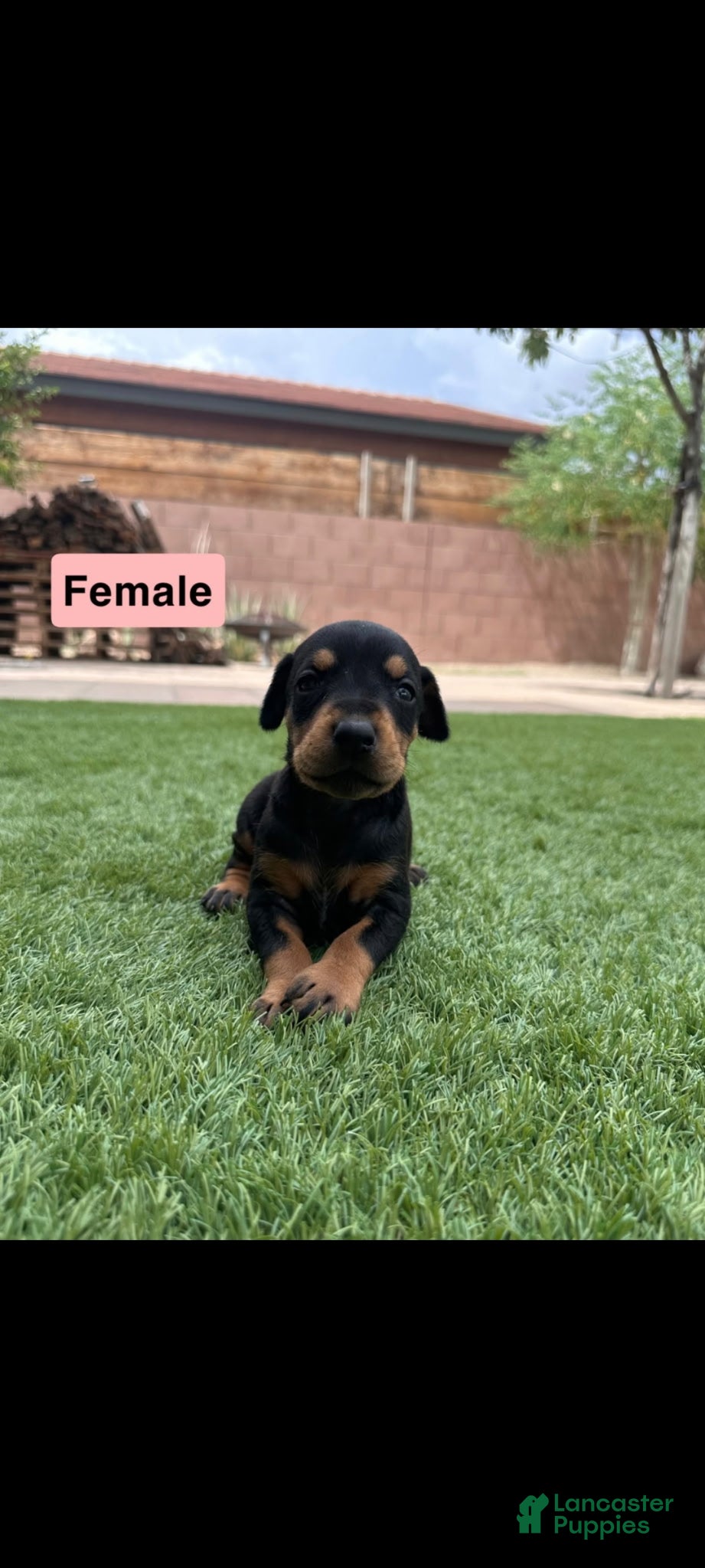 Doberman Pinscher dogs Jessica F2 - Ad 14