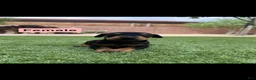 Doberman Pinscher dogs for sale: Jessica F2 - Ad 1