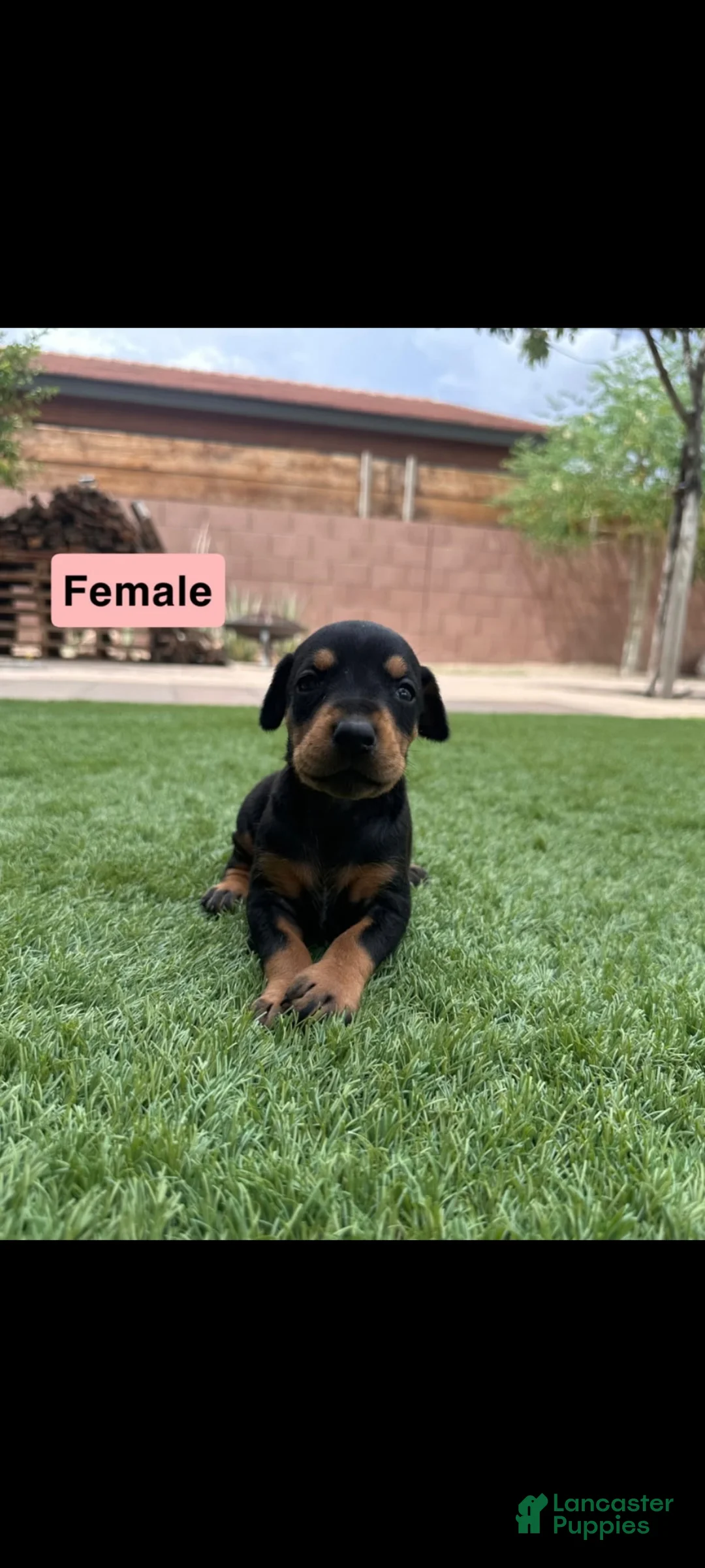 Doberman Pinscher dogs for sale: Jessica F2 - Ad 1