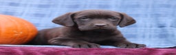 Labrador Retriever dogs for sale: Jenna  - Ad 2