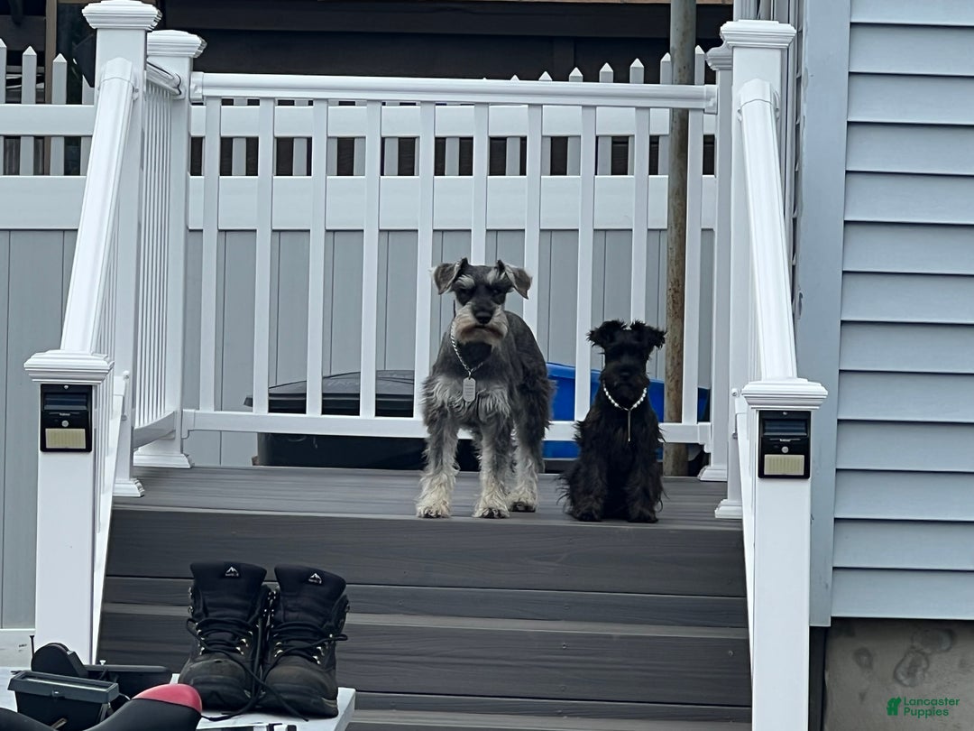 Miniature Schnauzer dogs for sale: Margo  - Ad 12