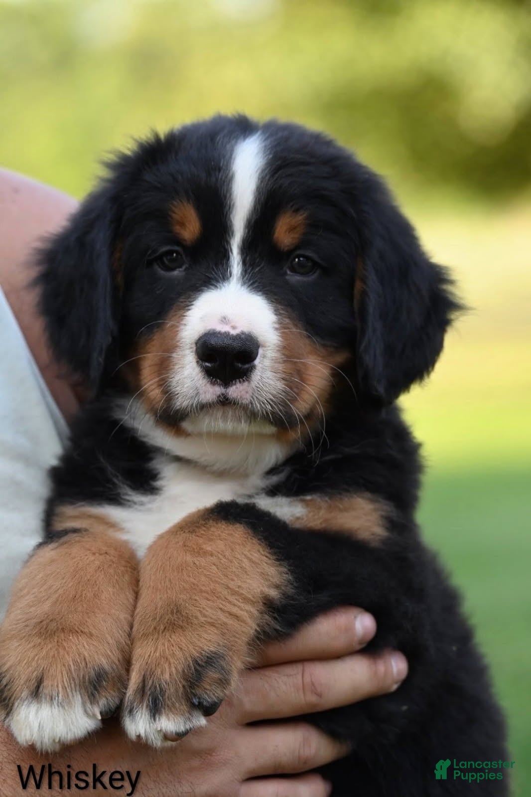 Bernese Mountain Dog dogs Whiskey  - Ad 2
