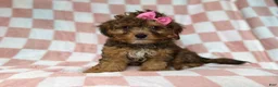 Yorkiepoo dogs for sale: Bailey - Ad 3