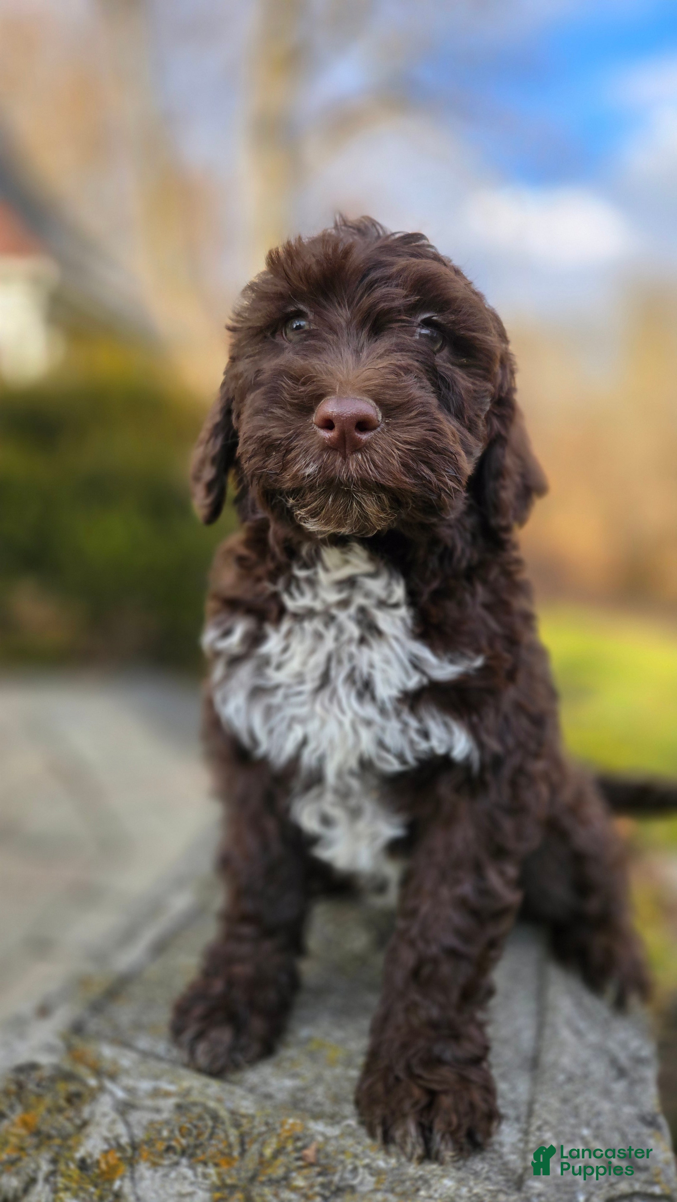 Portuguese Water Dog dogs Tori - Ad 16