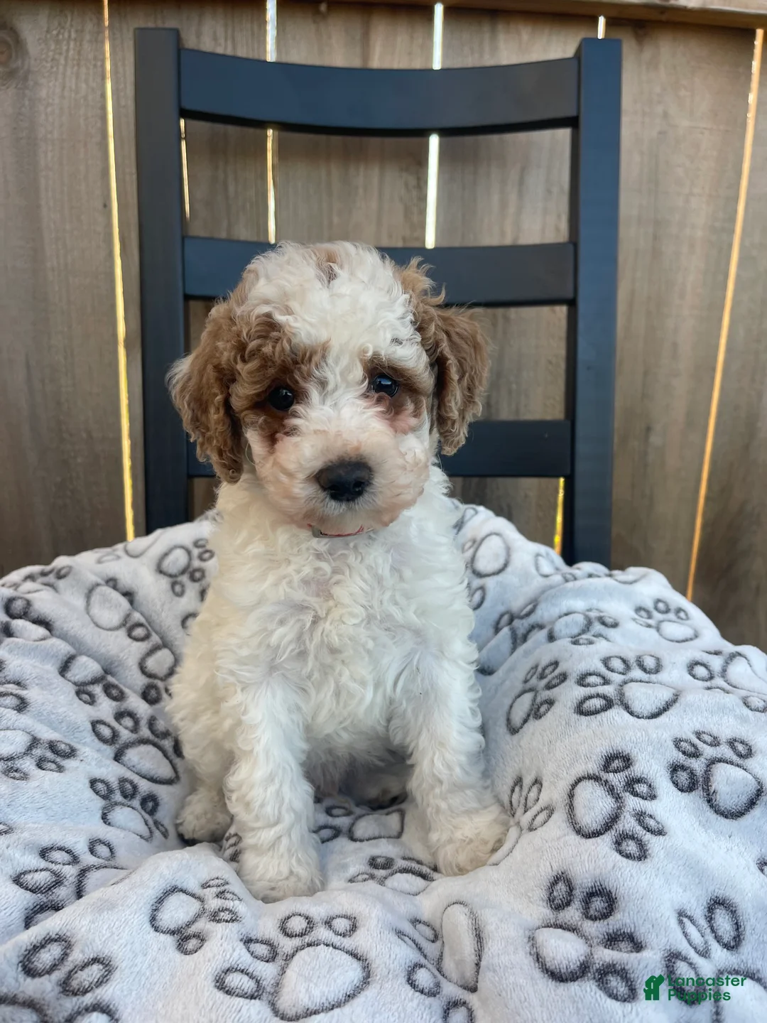 Mini Goldendoodle dogs for sale: Buddy (mini goldendoodle) - Ad 4