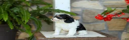 Cavapoo dogs for sale: James - Ad 3