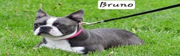Boston Terrier dogs for sale: Trisha  - Ad 14