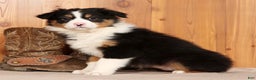 Australian Shepherd dogs for sale: Bonnie - Ad 3