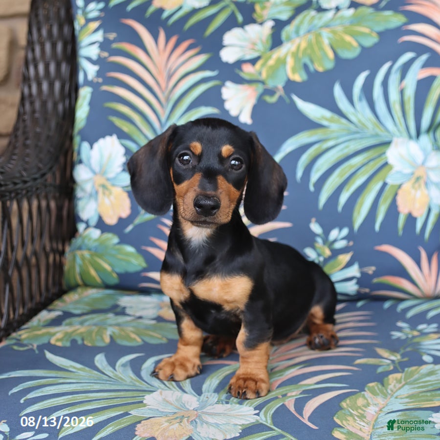 Miniature Dachshund dogs June - Ad 1