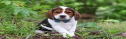 Beagle dogs for sale: Crew - Ad 9