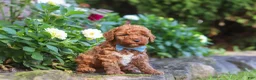 Cockapoo dogs for sale: Hunter - Ad 8