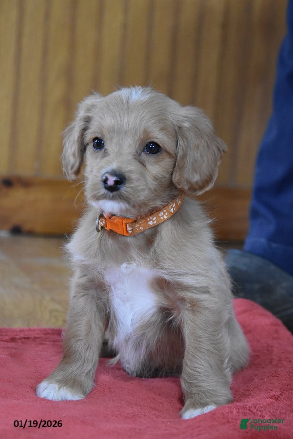 Cockapoo dogs Remington - Ad 7