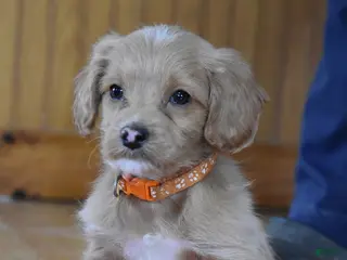 Cockapoo dogs Remington - Ad 40