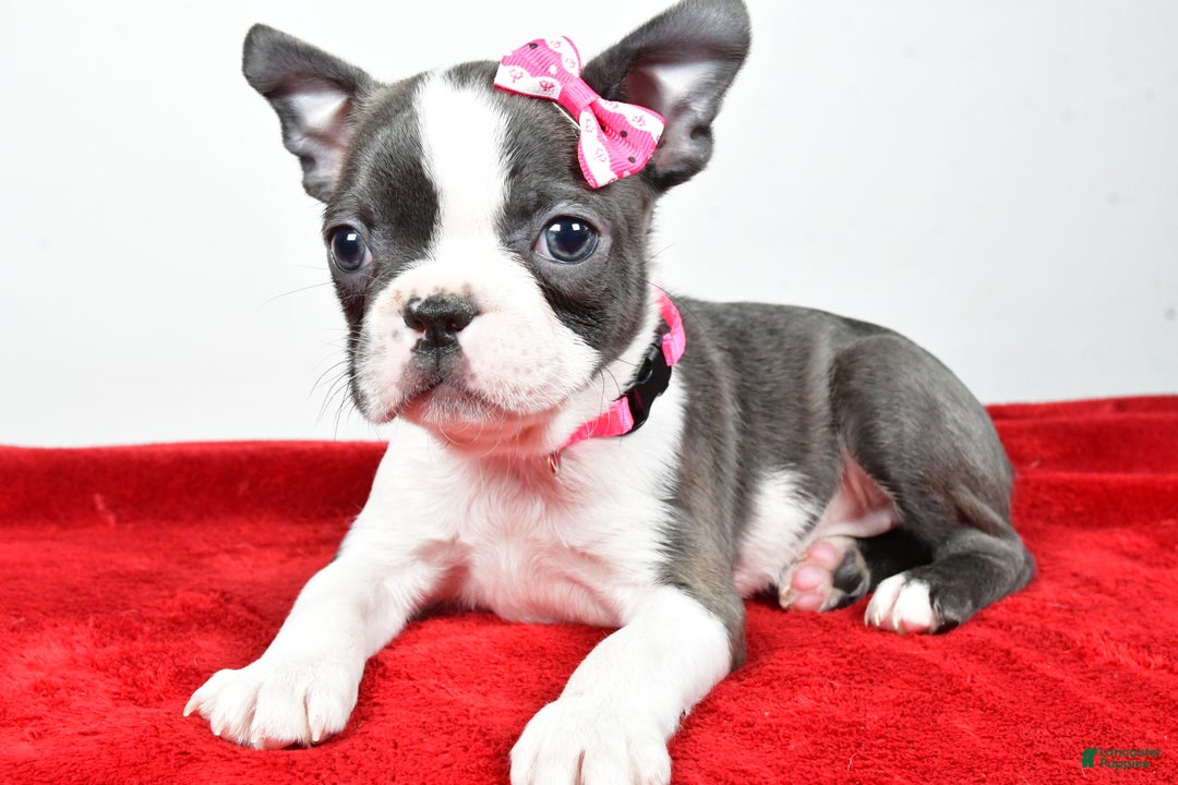 Boston Terrier dogs for sale: Luna - Ad 1