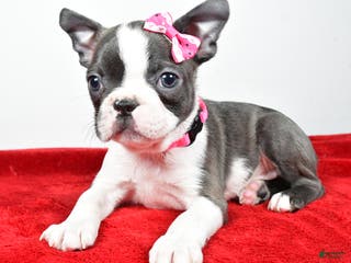 Boston Terrier dogs Luna - Ad 8