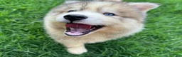 Siberian Husky dogs for sale: ROBBIE - Ad 19
