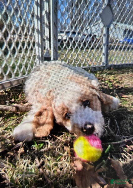 Cavapoo dogs Waffles - Ad 1