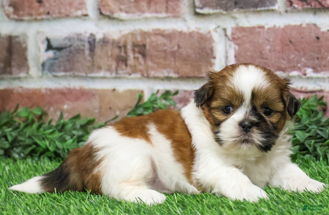 Shih Tzu dogs for sale: Dover  - Ad 4