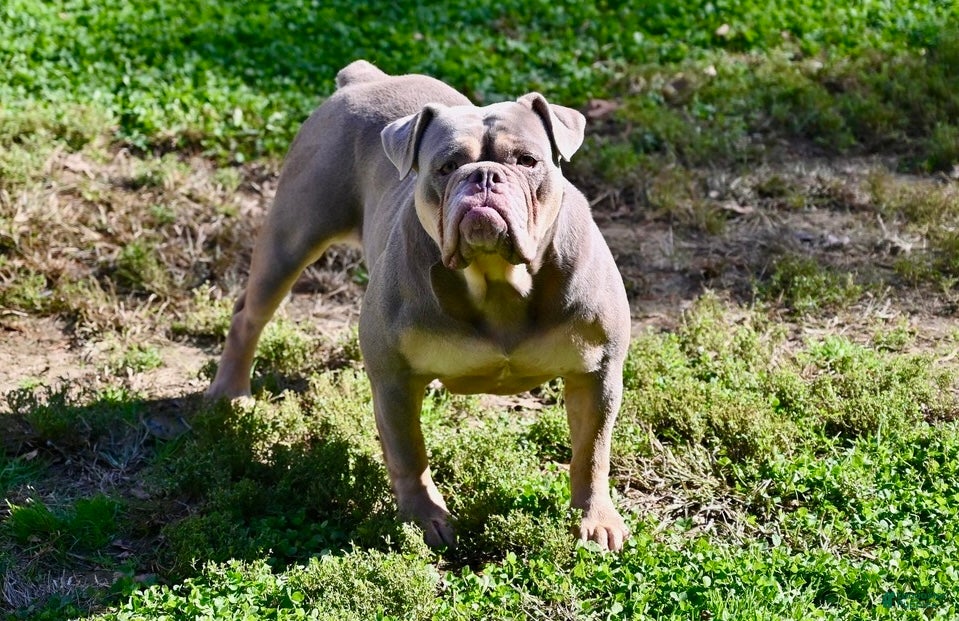 Olde English Bulldogge dogs Olde English Bulldogge Puppy 3 - Ad 2