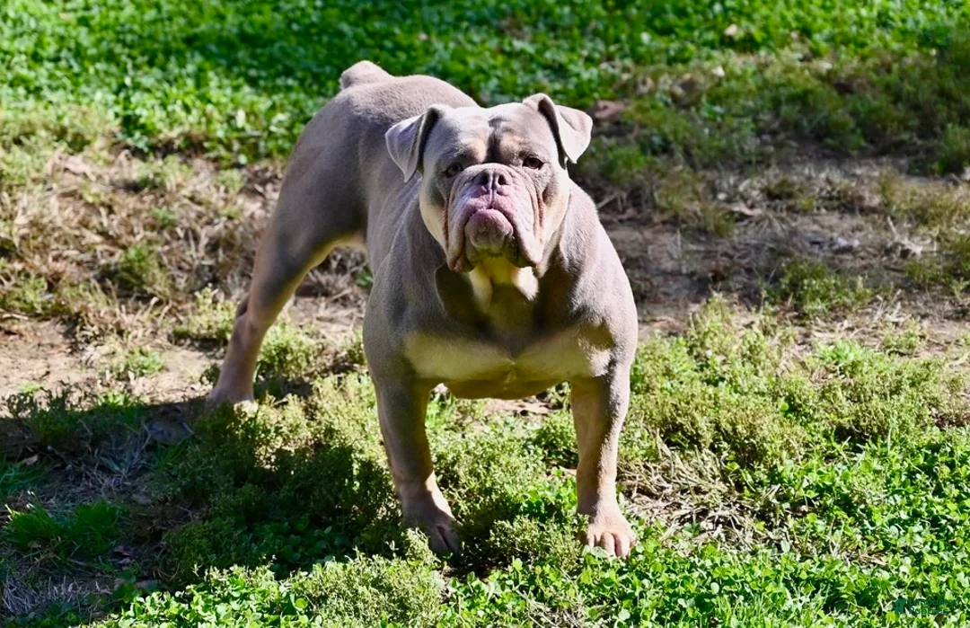 Olde English Bulldogge dogs for sale: Olde English Bulldogge Puppy 2 - Ad 2