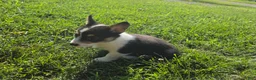Mixed Breed dogs for sale: Sparkle - Ad 7