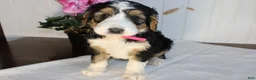 Bernedoodle dogs for sale: Bernedoodle Puppy 5 - Ad 1