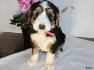 Bernedoodle dogs Bernedoodle Puppy 5 - Ad 1