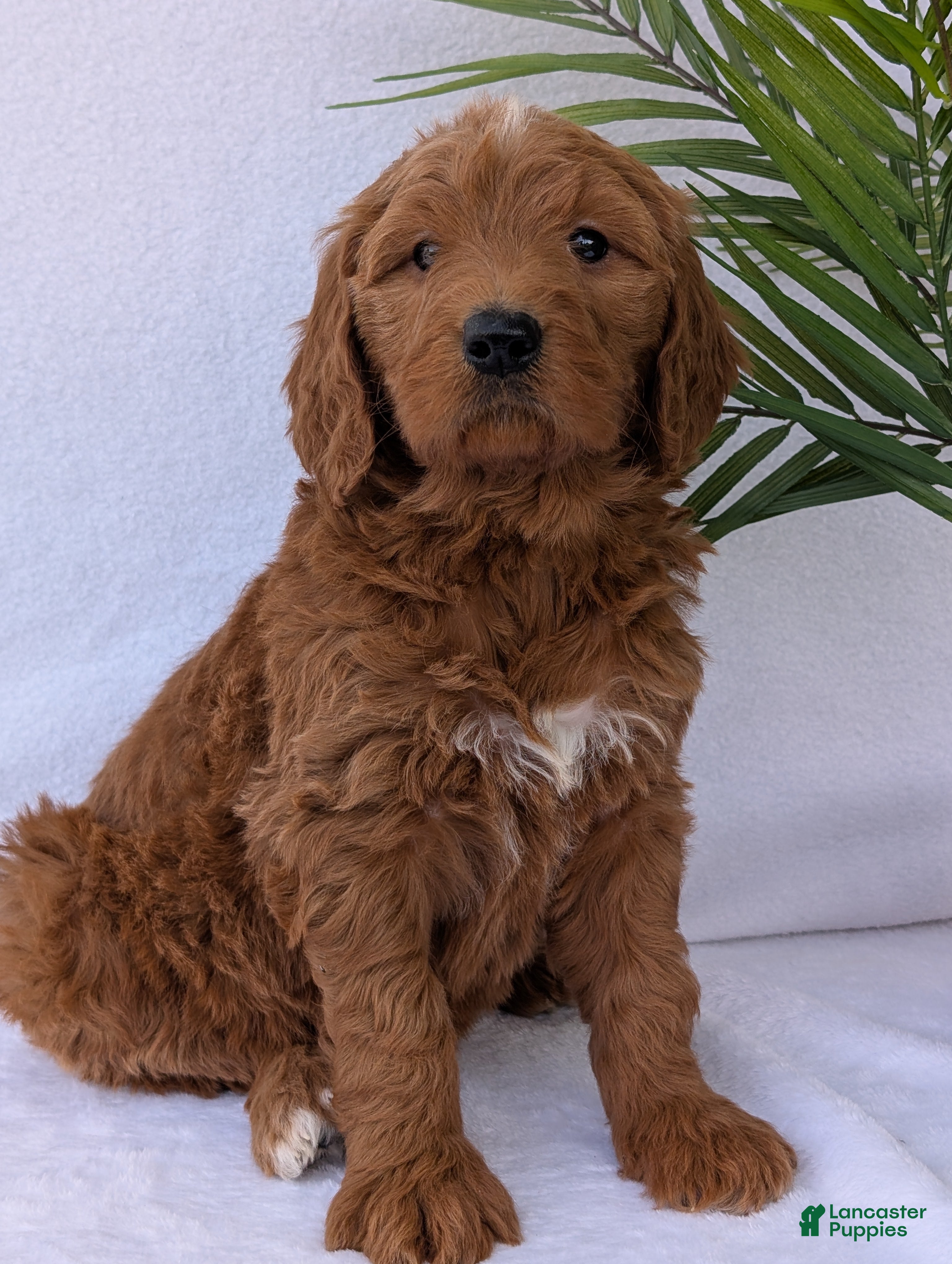 Goldendoodle dogs Kailey - Ad 2
