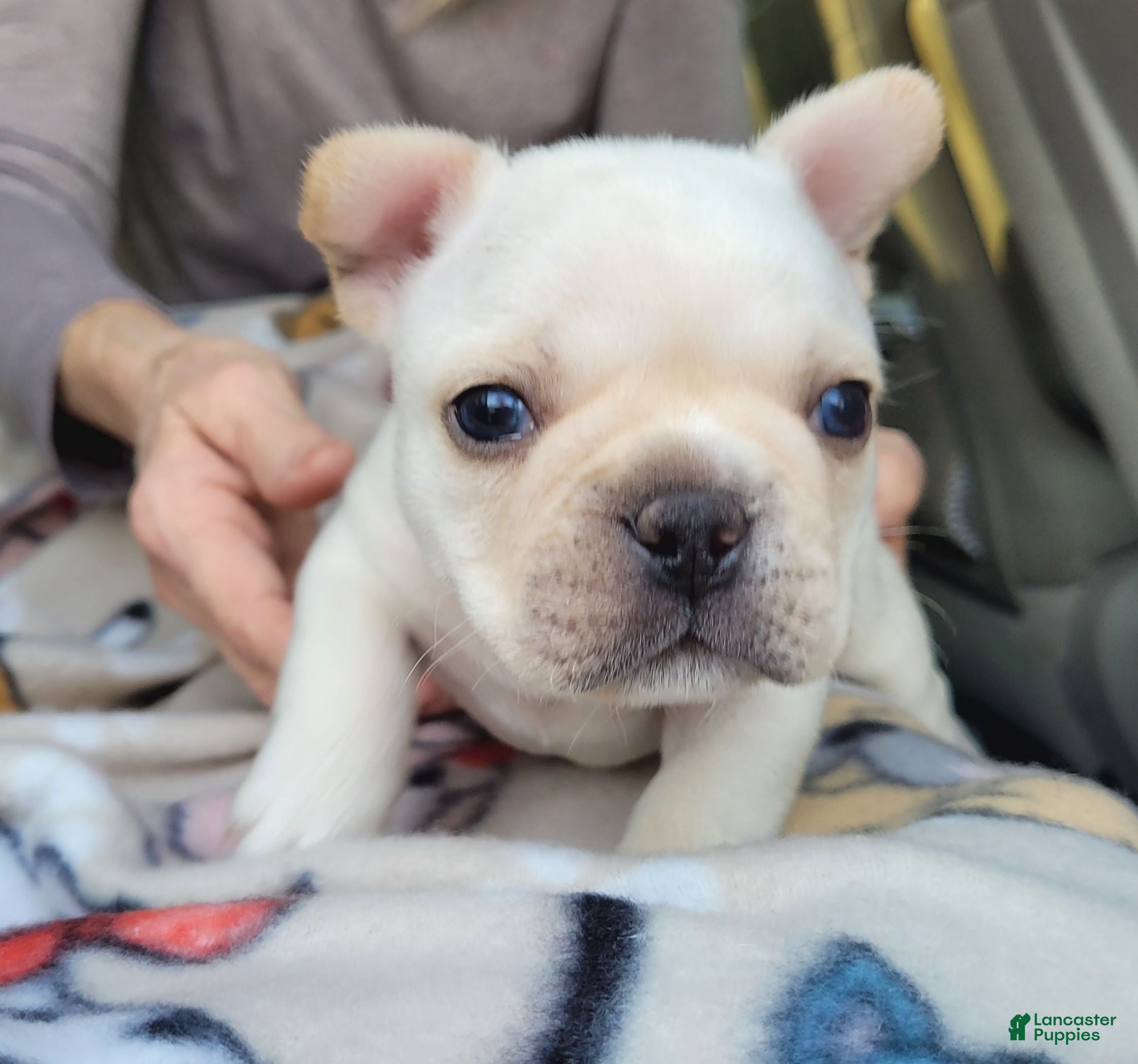 French Bulldog dogs French Bulldog Puppy 2 - Ad 1