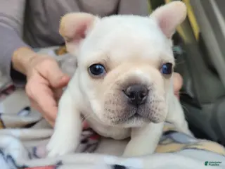 French Bulldog dogs French Bulldog Puppy 2 - Ad 1
