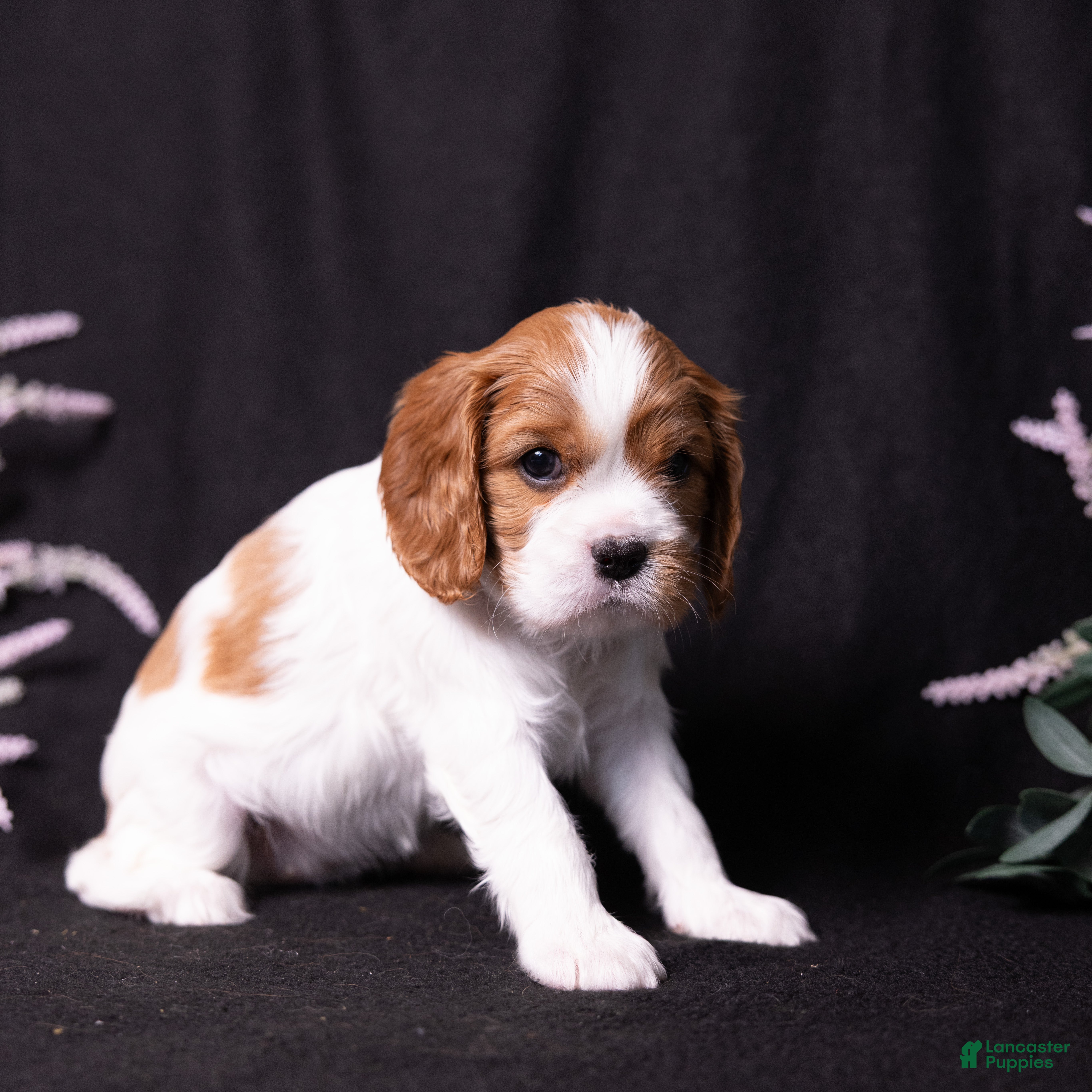 Cavalier King Charles Spaniel dogs Harmony - Ad 2