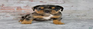 Graham