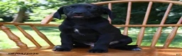 Mixed Breed dogs for sale: Midnight - Ad 3
